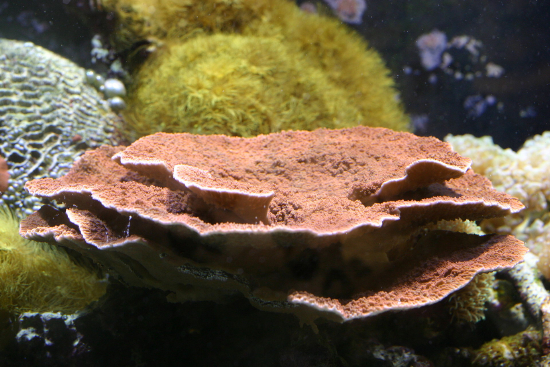  Montipora capricornis (Cup Coral, Plate Coral, Whorl Coral, Bowl Coral)
